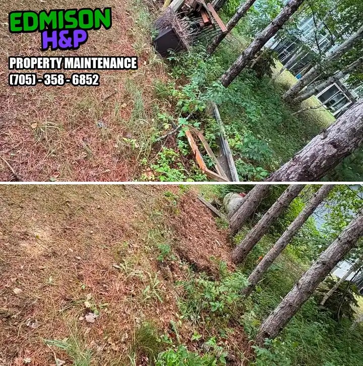 EdmisonH&P junk pile removal along a North Bay tree line, lumber and scrap piled before and the strip cleared after